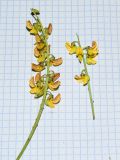 Crotalaria lanceolata. Соцветия. Чили, обл. Valparaiso, провинция Isla de Pascua, юго-западная часть острова, вершина вулкана Rano Kau. 07.03.2023.