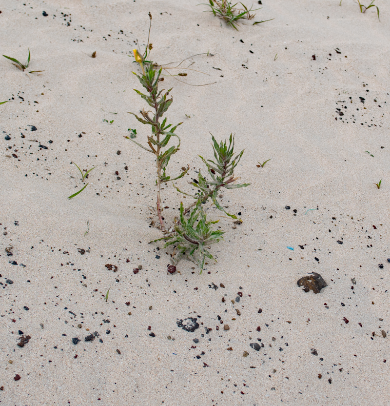 Изображение особи Oenothera stricta.