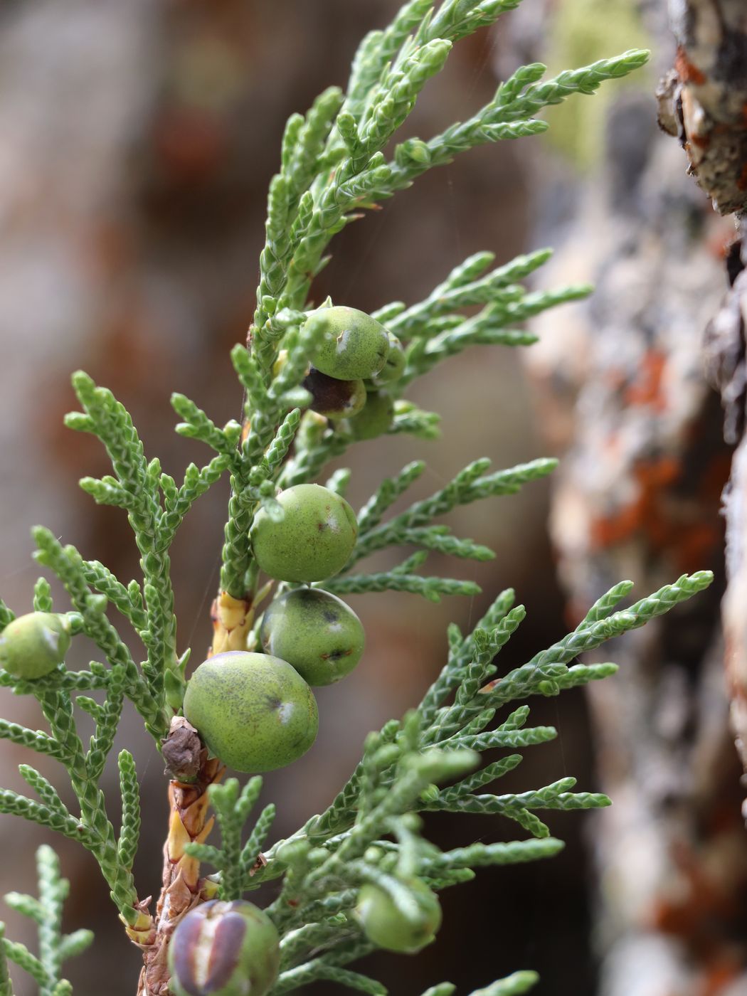 Изображение особи Juniperus turkestanica.