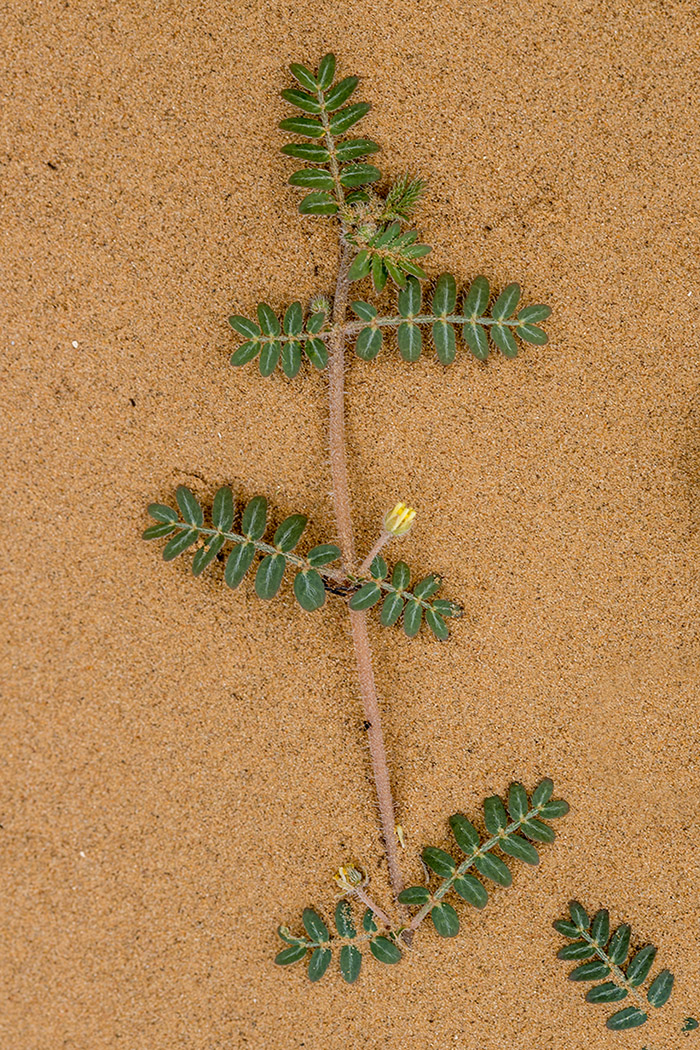 Изображение особи Tribulus terrestris.