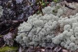 Cladonia stellaris