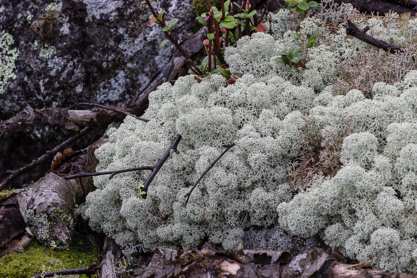 Image of Cladonia stellaris specimen.