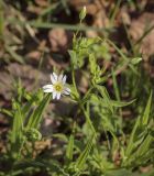 Stellaria holostea