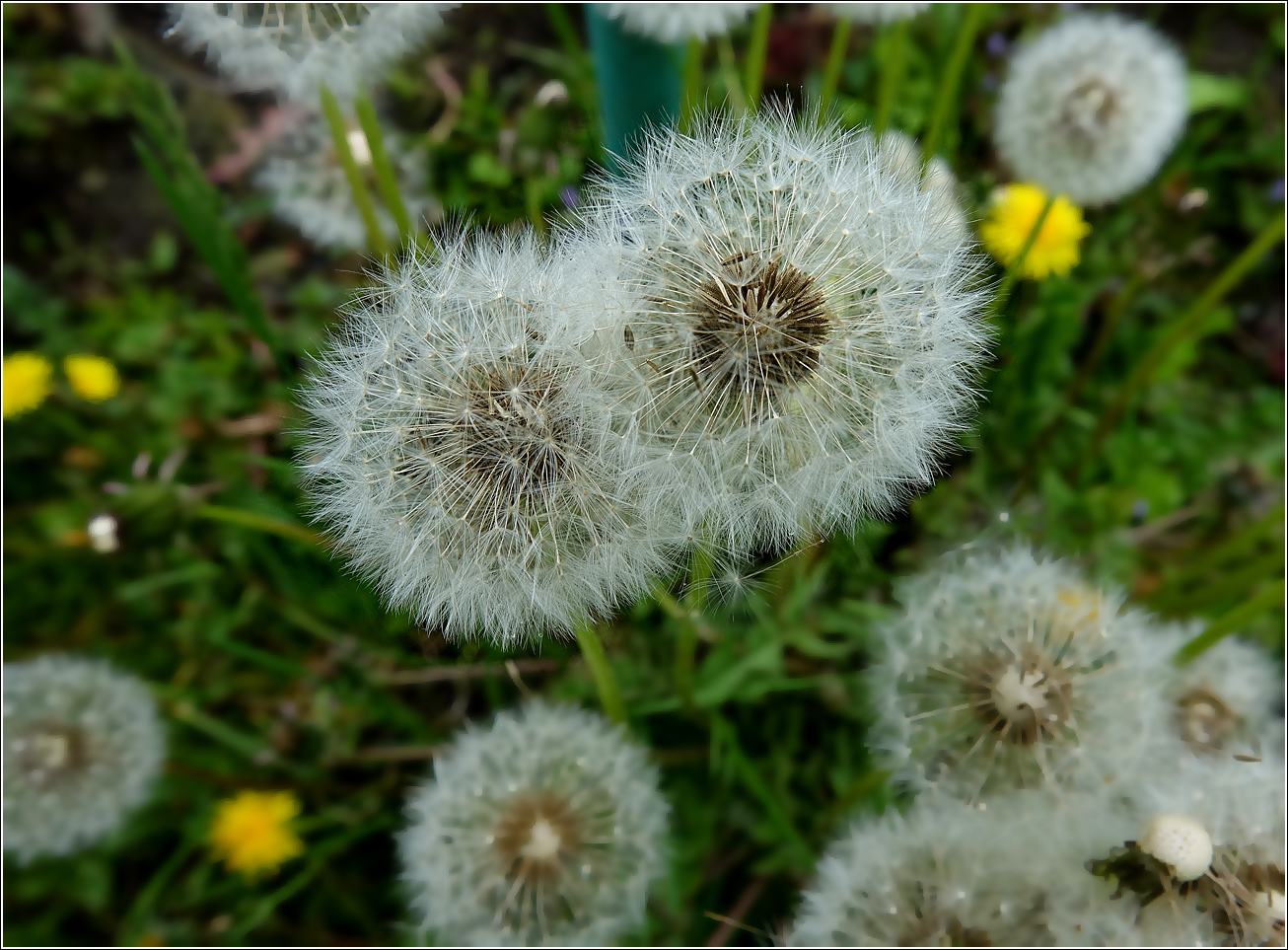 Image of Taraxacum officinale specimen.
