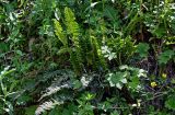 Polystichum lonchitis. Спороносящее растение в сообществе с Geranium, Ranunculus, Alchemilla. Киргизия, Джалал-Абадская обл., Западный Тянь-Шань, долина р. Кара-Суу, ≈ 2000 м н.у.м., субальпийский луг. 13.07.2022.