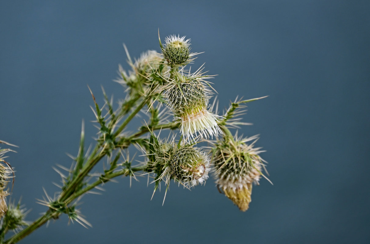 Изображение особи Cirsium echinus.