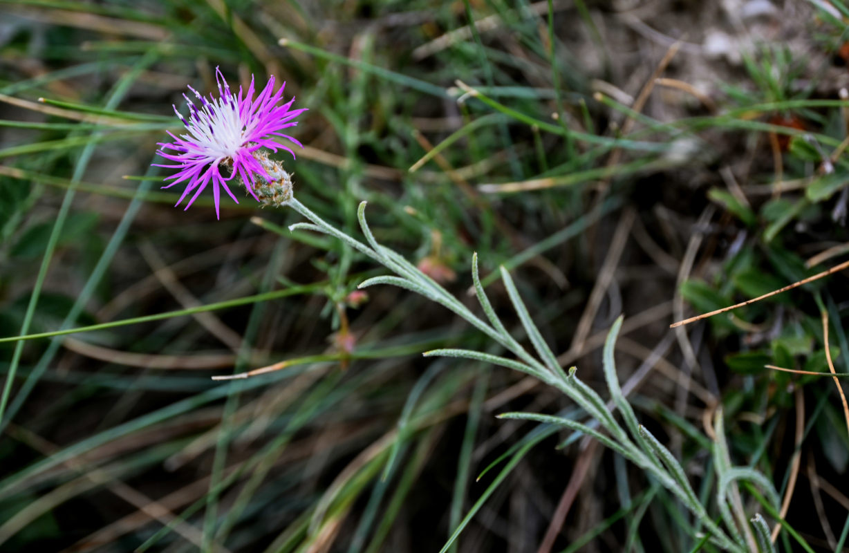 Изображение особи род Centaurea.