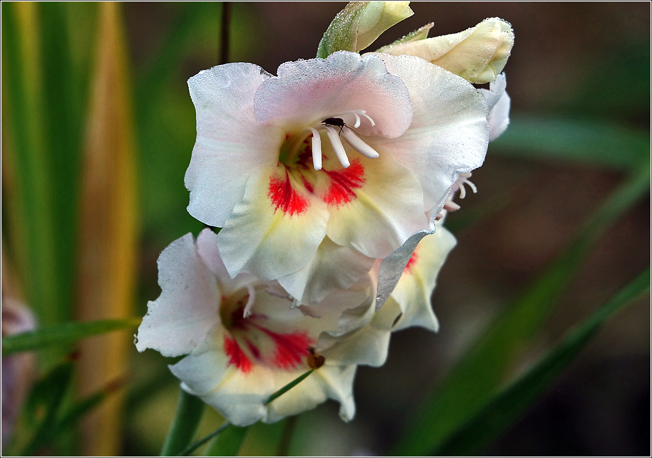 Изображение особи Gladiolus &times; gandavensis.