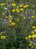 Crepis sonchifolia. Цветущее растение. Чечня, Веденский р-н, ущелье р. Хулхулау, луговой склон. 25.07.2022.