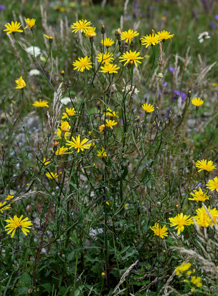 Изображение особи Crepis sonchifolia.