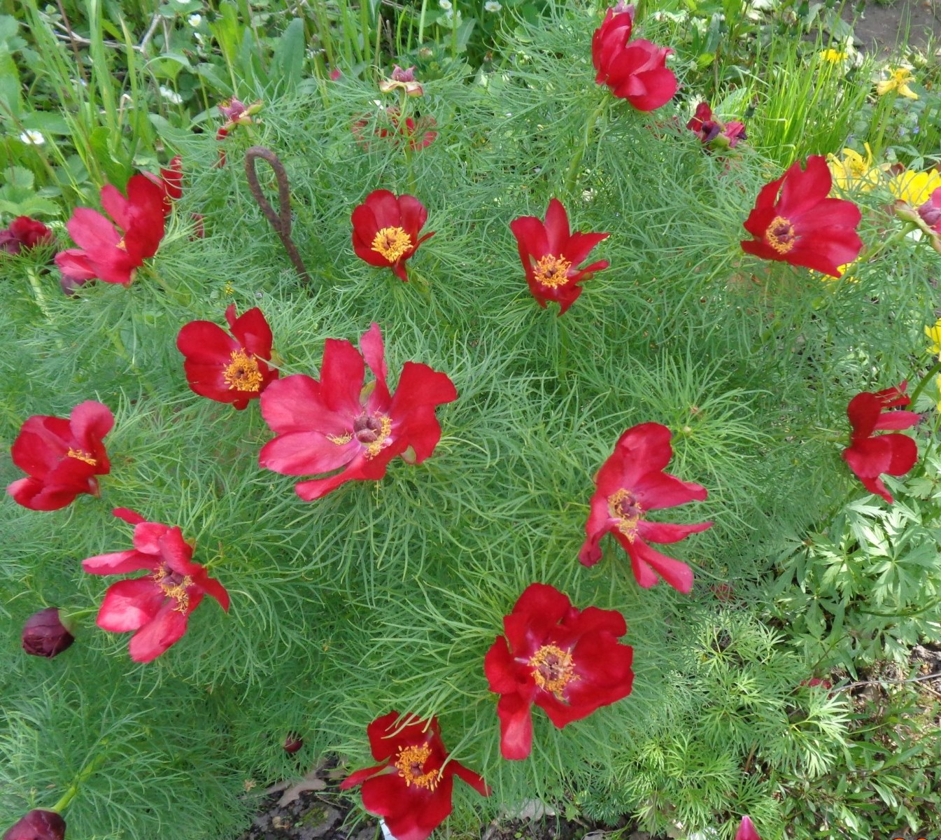 Image of Paeonia tenuifolia specimen.