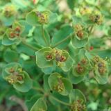 Euphorbia undulata