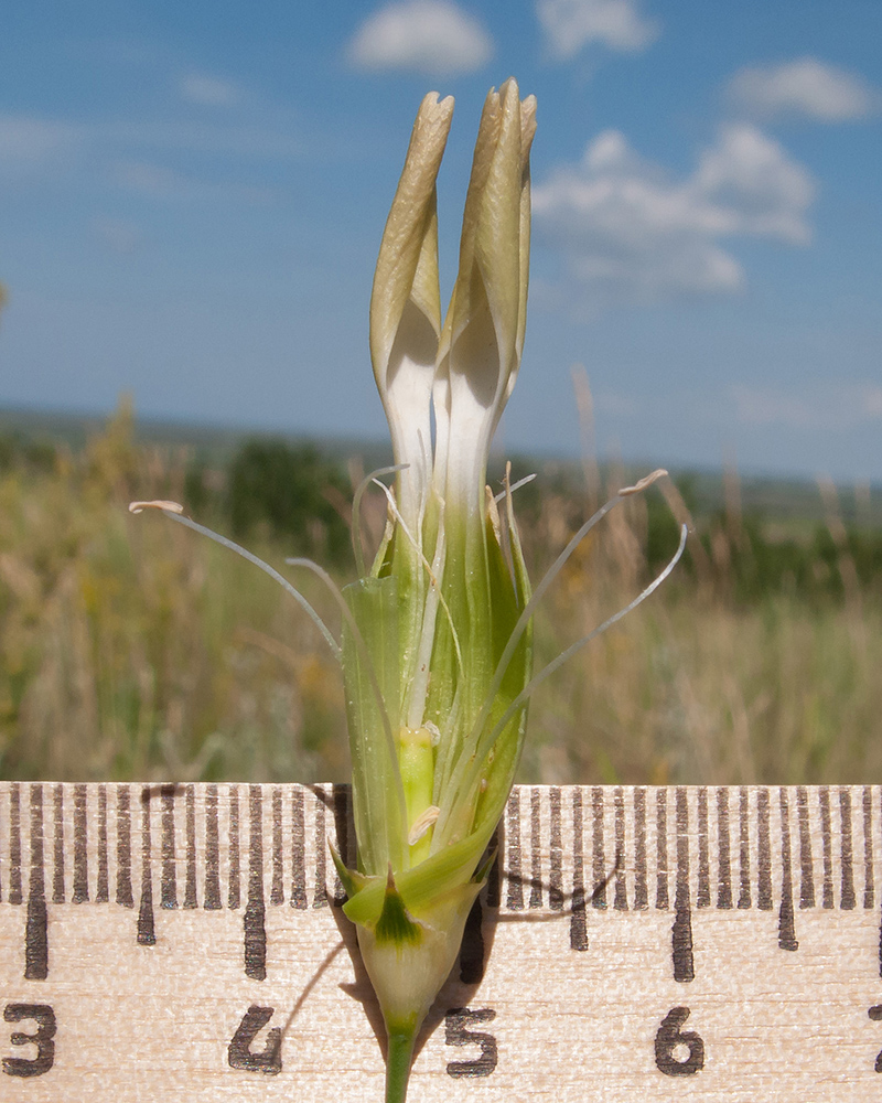 Image of Dianthus lanceolatus specimen.