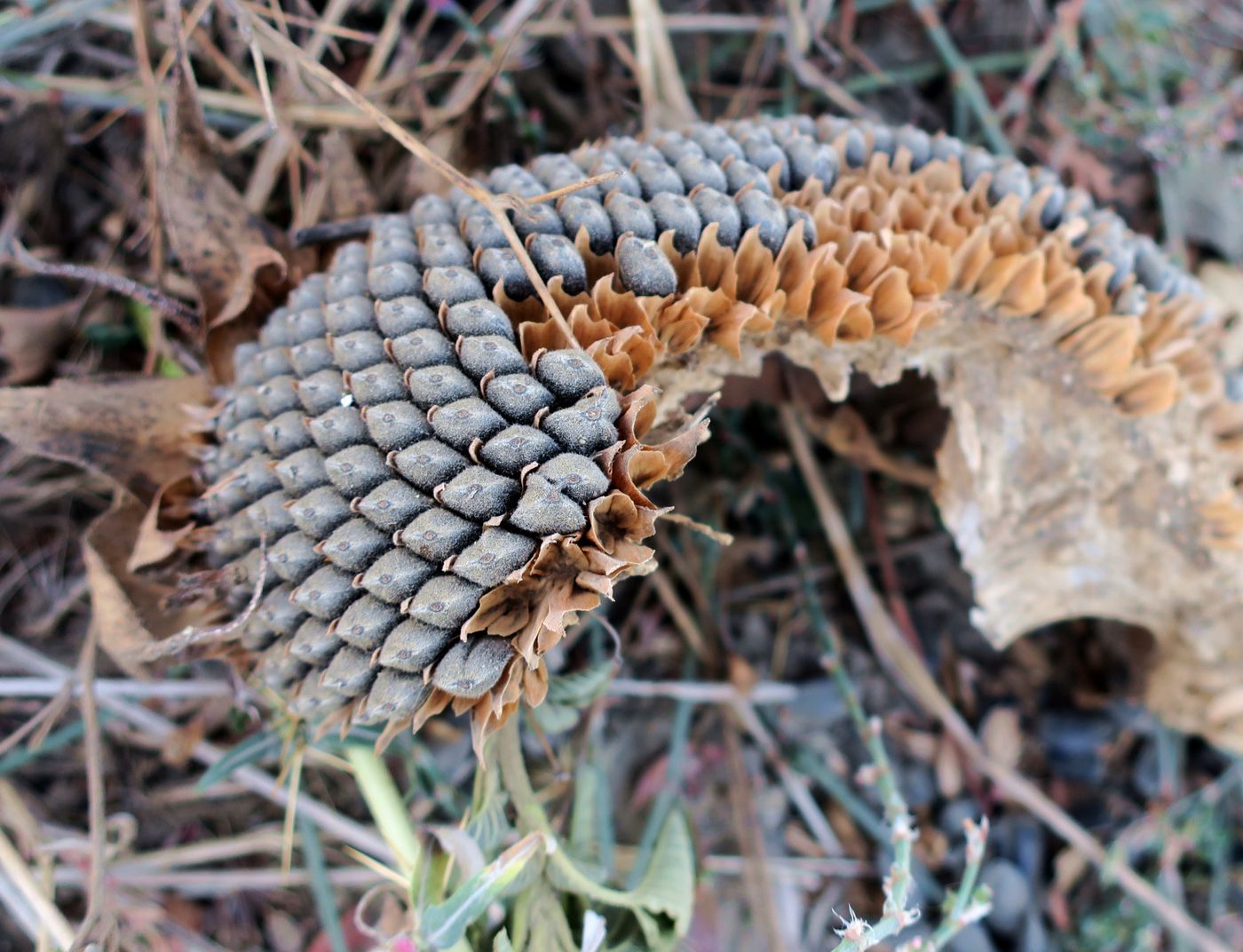 Image of Helianthus annuus specimen.