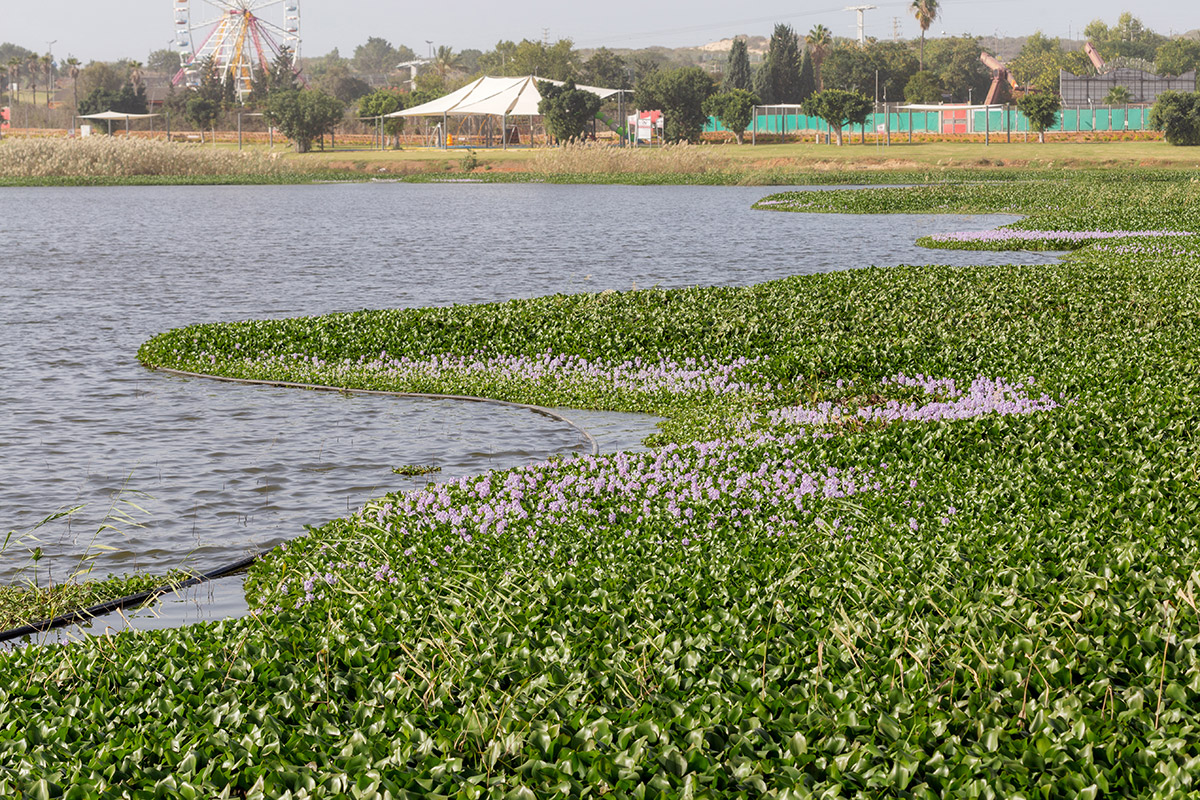 Изображение особи Eichhornia crassipes.