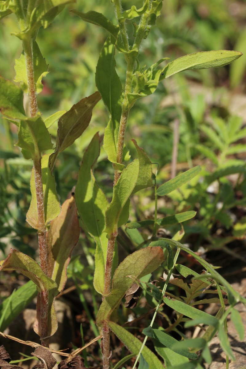 Изображение особи Inula britannica.