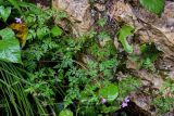 Geranium robertianum. Верхушка цветущего и плодоносящего растения. Грузия, Самегрело-Верхняя Сванетия, Мартвильский каньон, у подножия скалы. 16.06.2023.