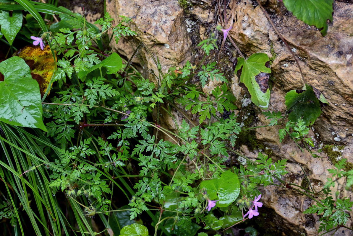 Изображение особи Geranium robertianum.