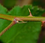 Rubus ibericus