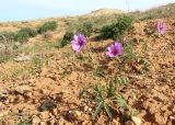 Geranium transversale