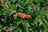 Sorbus sambucifolia. Верхушка ветви с соплодием. Сахалин, гор. округ Долинский, мыс Острый, приморский луг. 13.08.2023.