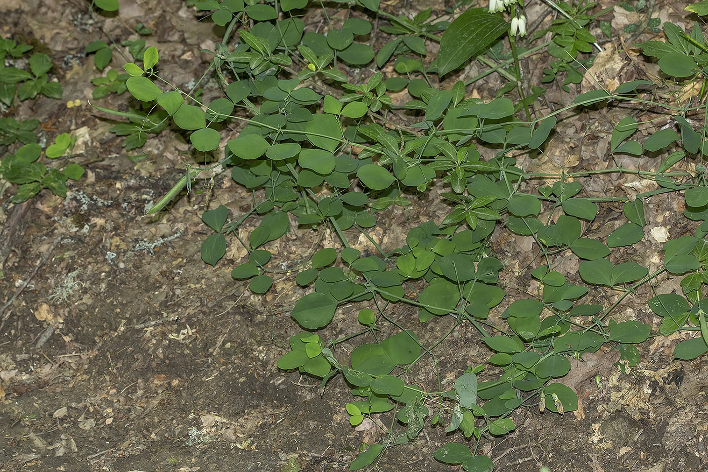 Image of Lathyrus rotundifolius specimen.
