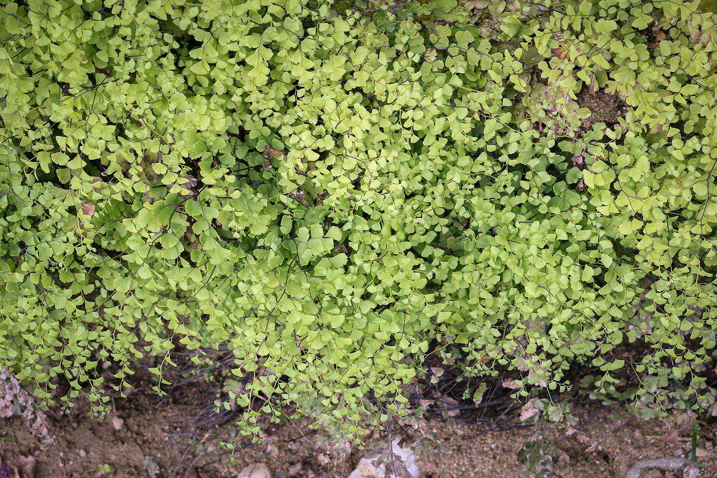 Image of Adiantum capillus-veneris specimen.