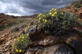Helianthemum songaricum