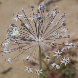 Allium subscabrum