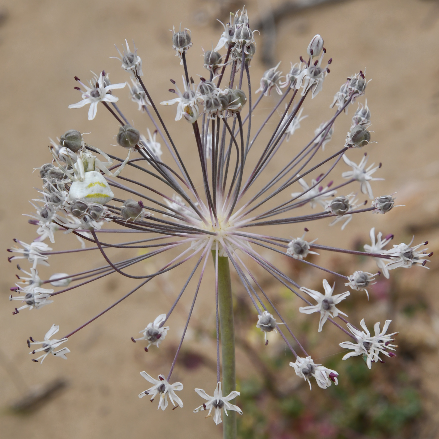 Image of Allium subscabrum specimen.