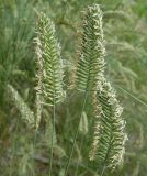 Agropyron pectinatum