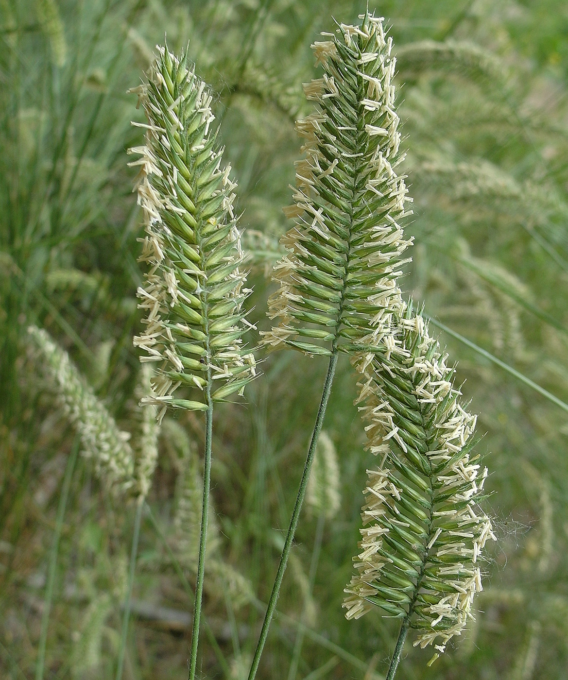 Изображение особи Agropyron pectinatum.