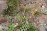 Onobrychis chorassanica