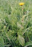 Inula helenium