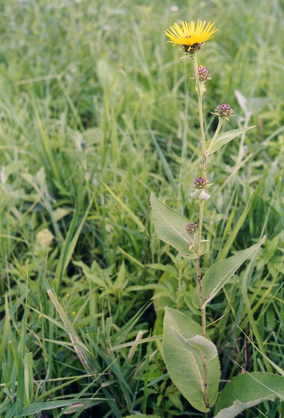 Изображение особи Inula helenium.