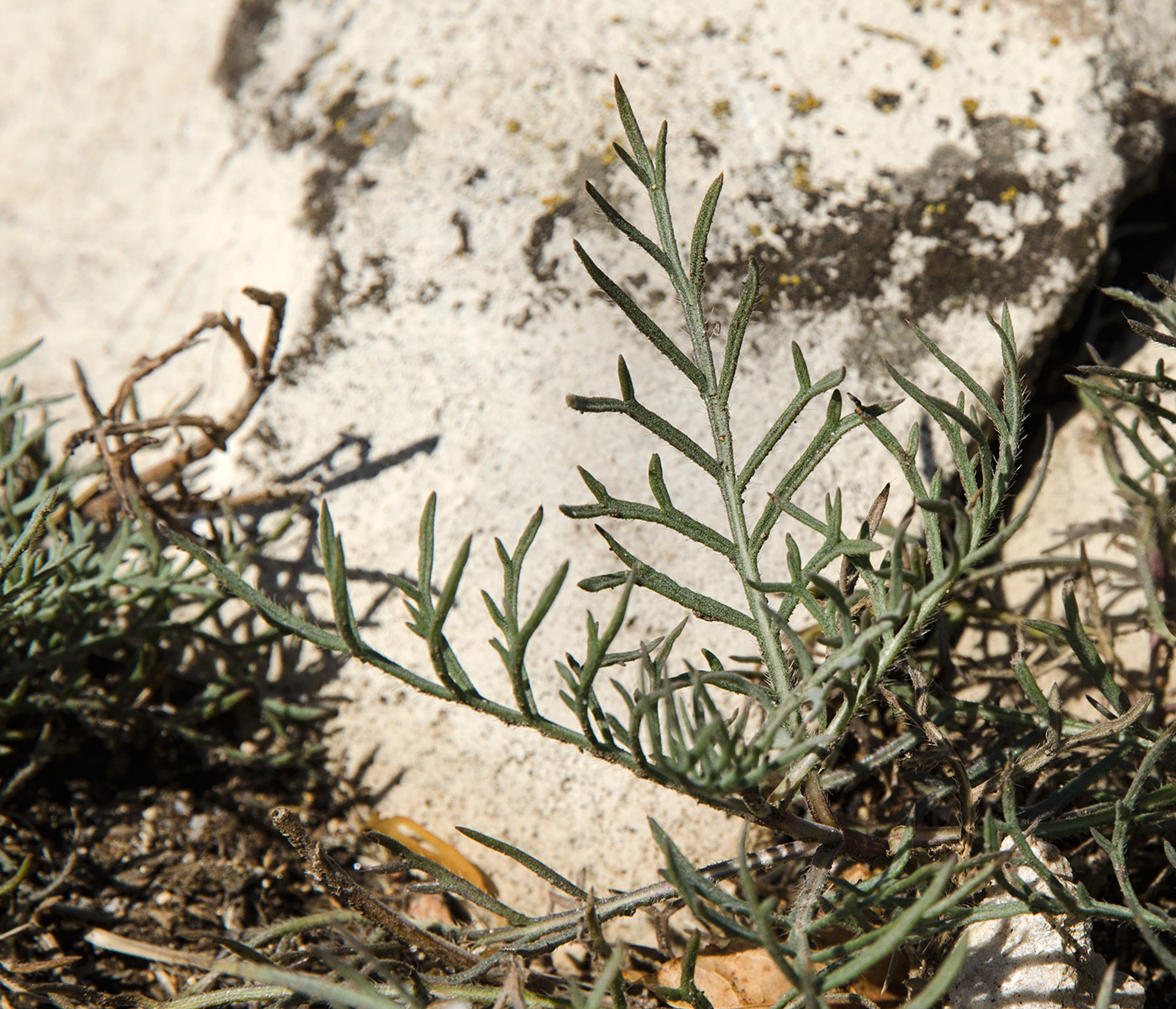 Image of familia Dipsacaceae specimen.