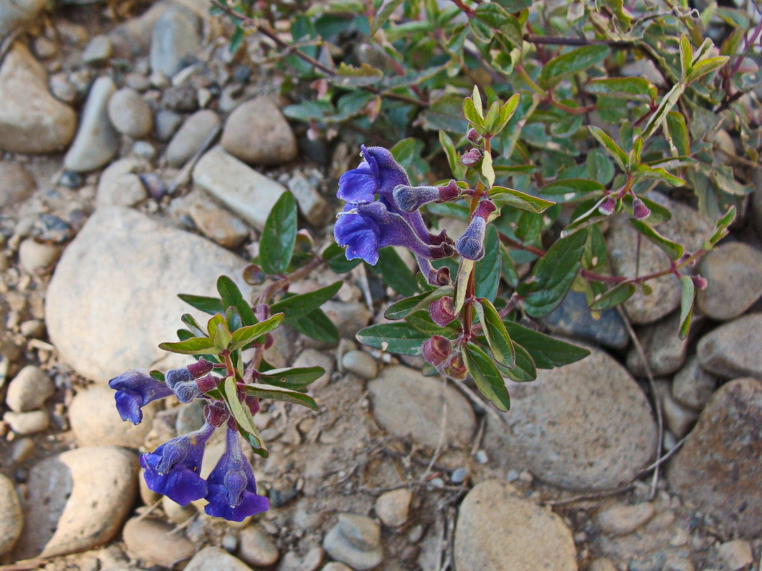 Image of Scutellaria scordiifolia specimen.