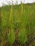 Ophioglossum vulgatum. Спороносящие растения. Нидерланды, провинция Groningen, национальный парк Lauwersmeer, влажная луговина. 27 июня 2009 г.