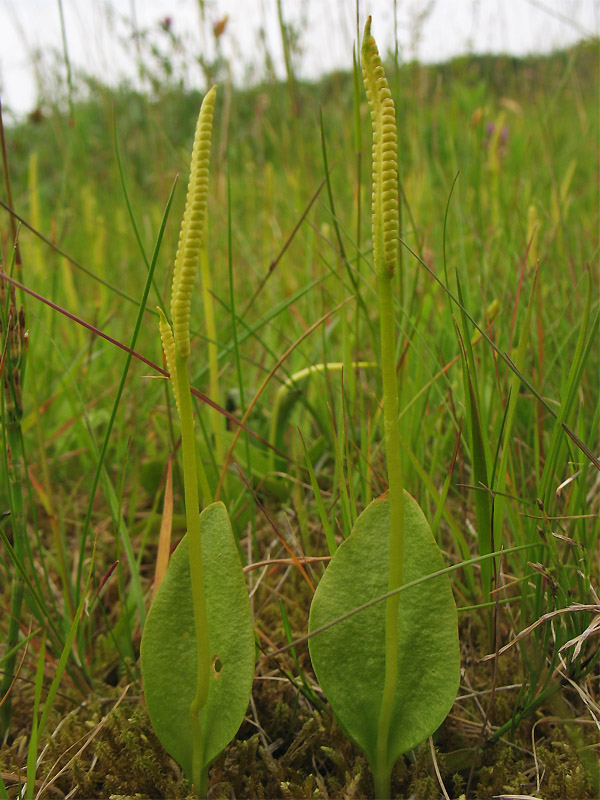 Изображение особи Ophioglossum vulgatum.