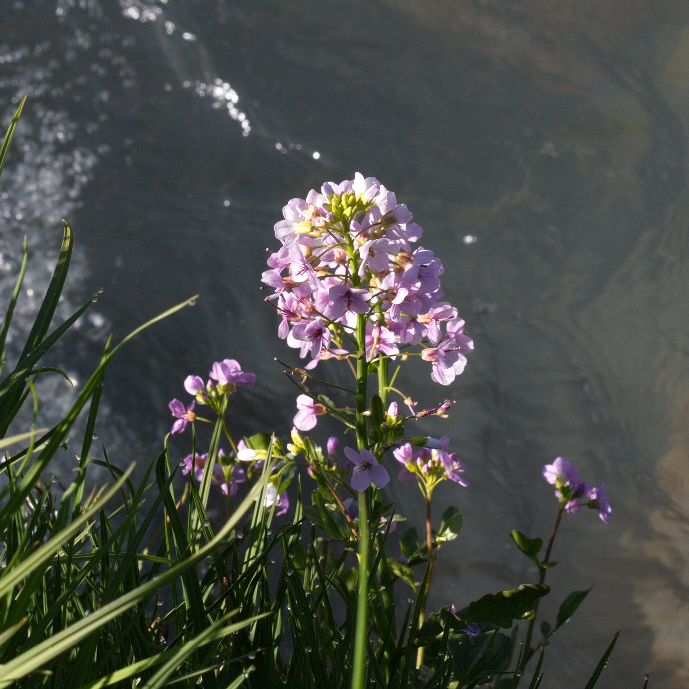 Image of Cardamine seidlitziana specimen.