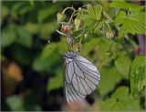 Rubus idaeus. Соцветие с бутонами, цветками и питающейся бабочкой Aporia crataegi. Московская обл., Раменский р-н, окр. дер. Хрипань, садовый участок. 14.08.2013.