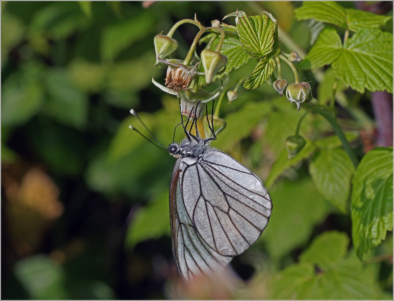 Image of Rubus idaeus specimen.