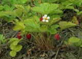 Fragaria yezoensis. Цветущее и плодоносящее растение. Южный Сахалин, хр. Южно-Камышовый, долина ручья Тый. 29.07.2006.