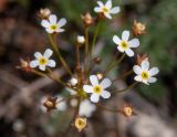Androsace septentrionalis
