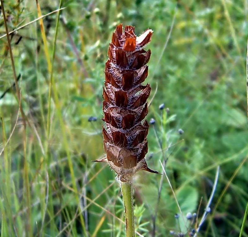 Image of Prunella vulgaris specimen.