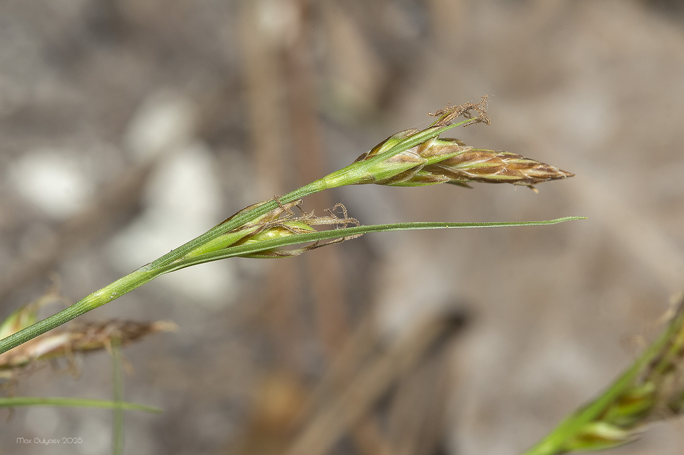 Image of Carex halleriana specimen.