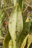 семейство Orchidaceae. Лист с повреждениями (абаксиальная поверхность). Краснодарский край, Крымский р-н, окр. станицы Неберджаевская, дол. р. Липки, пушистодубово-грабинниковый лес, скальное обнажение на месте старого заросшего карьера. 12.05.2025.