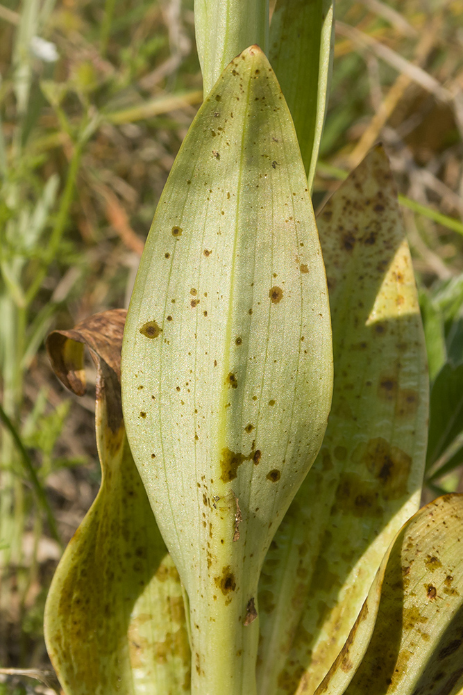 Image of Himantoglossum caprinum specimen.
