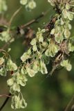 Fallopia dumetorum. Части соплодий. Беларусь, Витебская обл., окр. пос. Езерище, берег оз. Езерище, суходольный луг. 29.08.2024.