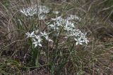 Ornithogalum kochii. Цветущие растения. Волгоградская обл., Советский р-н г. Волгограда, балка Западная 2,5 км С пос. Горный, злаковая степь на склоне. 06.05.2021.